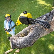 Best Tree Maintenance Programs  in Cottonwood Shores, TX